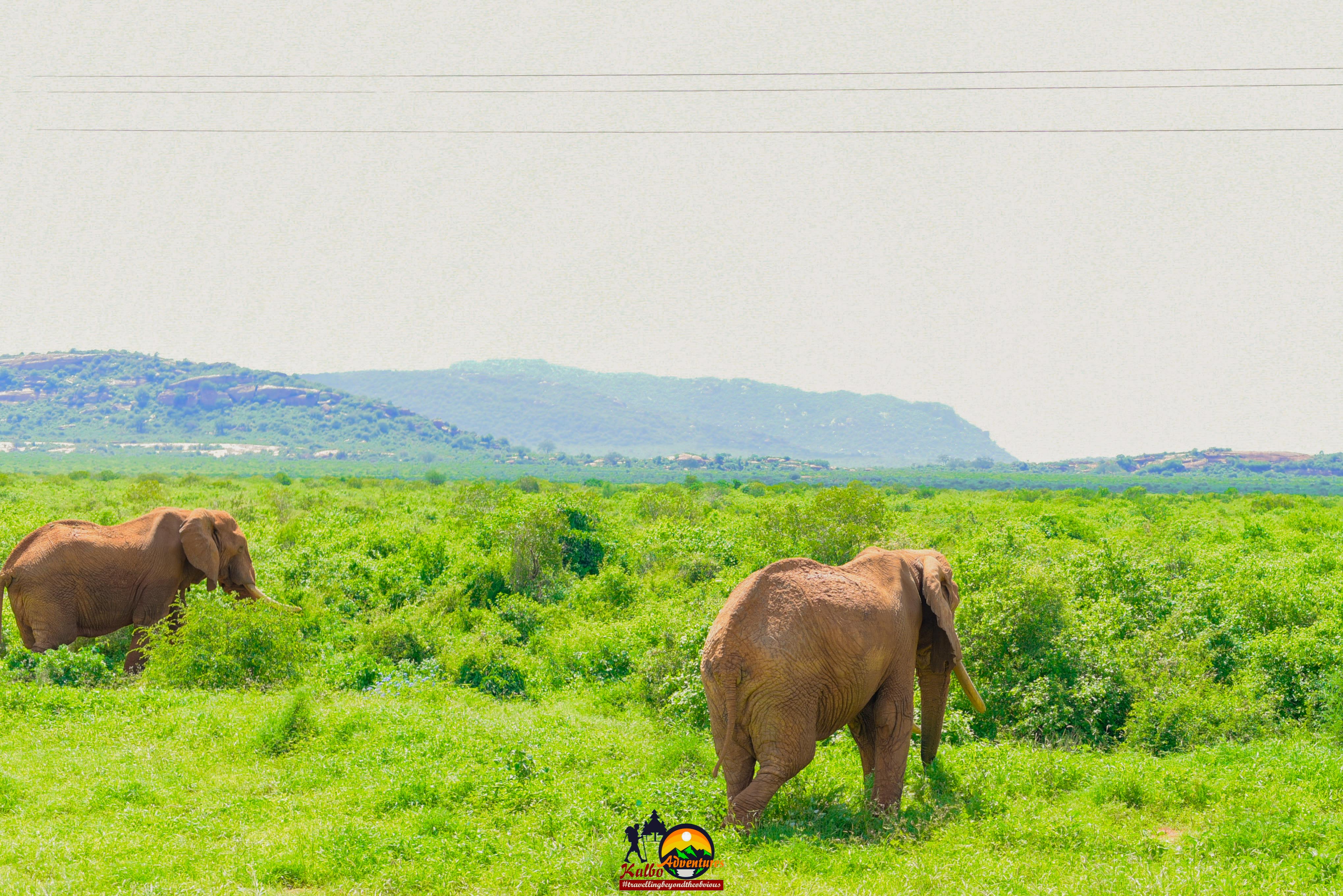 Elephant encounter